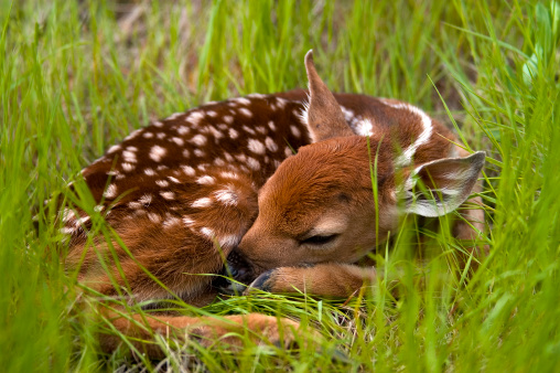 A white-tailed deer doe eats the after birth after giving birth to her fawn. The fawn stands nearby looking away. They are on a green lawn in front of a meadow of Mountain Mint.