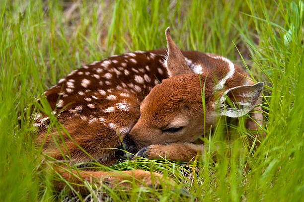 nap time "Nikon D100,90mm,1/750s,f2.8.  A newborn fawn taking a nap in some tall grass." fawn young deer stock pictures, royalty-free photos & images