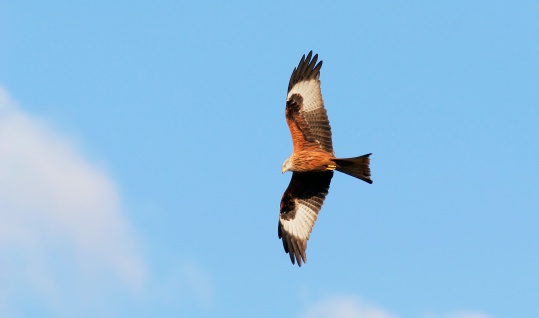 British Red kite soaring in the sky looking for prey