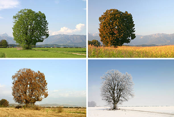 four seasons - summer solitary tree environment spring fotografías e imágenes de stock
