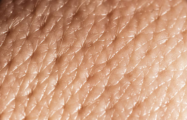 Human skin macro Human skin macro arrector pili stock pictures, royalty-free photos & images