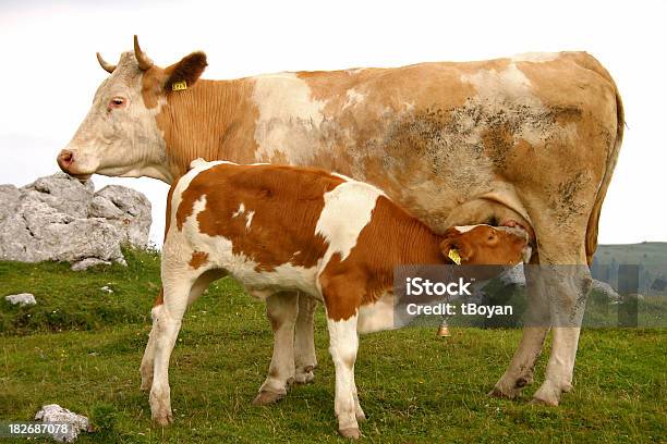 Avanzamento Di Un Bambino - Fotografie stock e altre immagini di Allattare - Mondo animale - Allattare - Mondo animale, Vitello, Agricoltura