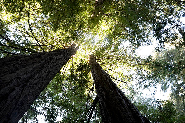 istock Giant California Redwoods 182687106