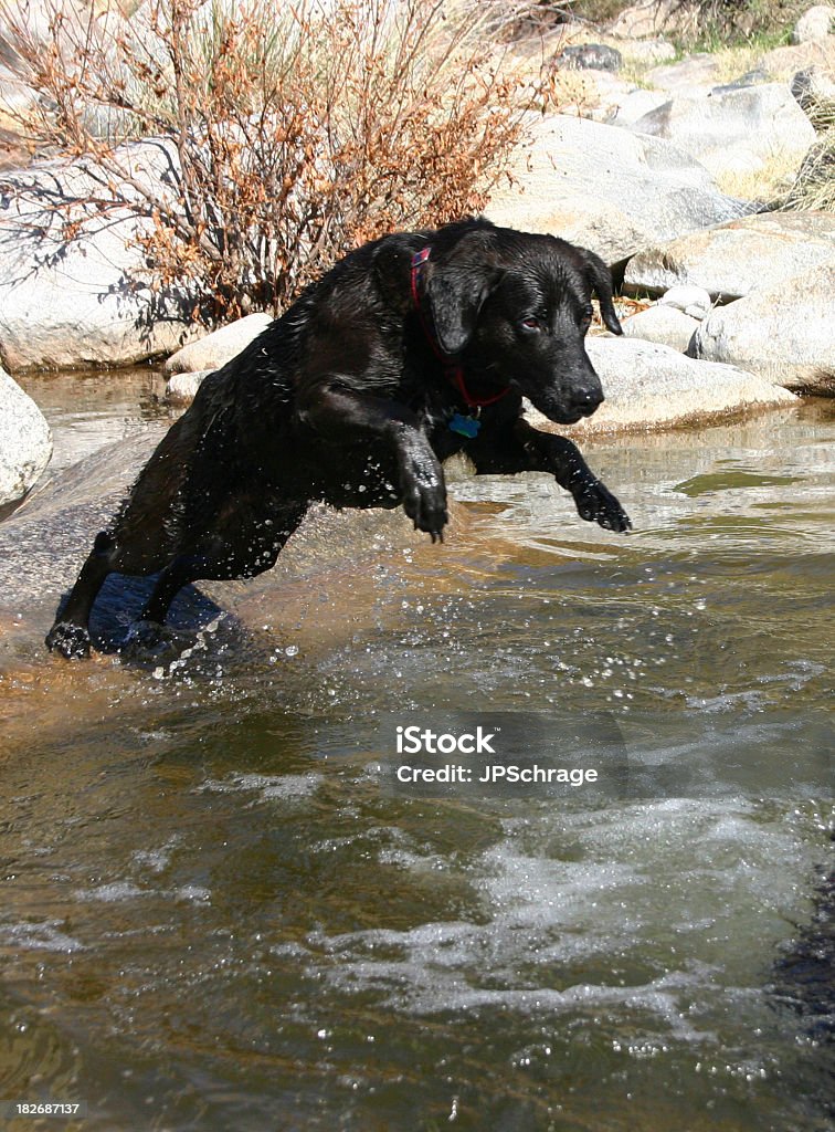 Chien de chasse de la récupération - Photo de Labrador noir libre de droits