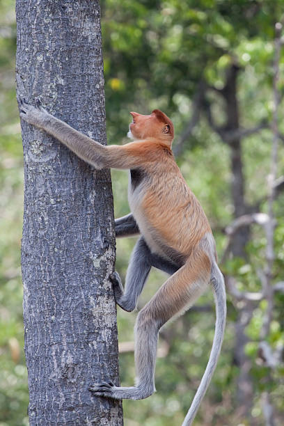 Climbing proboscis monkey stock photo