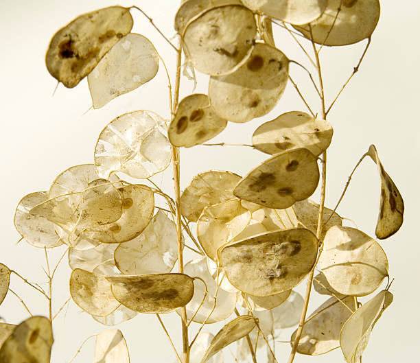 istock Seed Pods of Honesty (Lunaria annua) on White 182687255