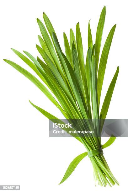 Gras Stockfoto und mehr Bilder von Grashalm - Grashalm, Blatt - Pflanzenbestandteile, Einfachheit