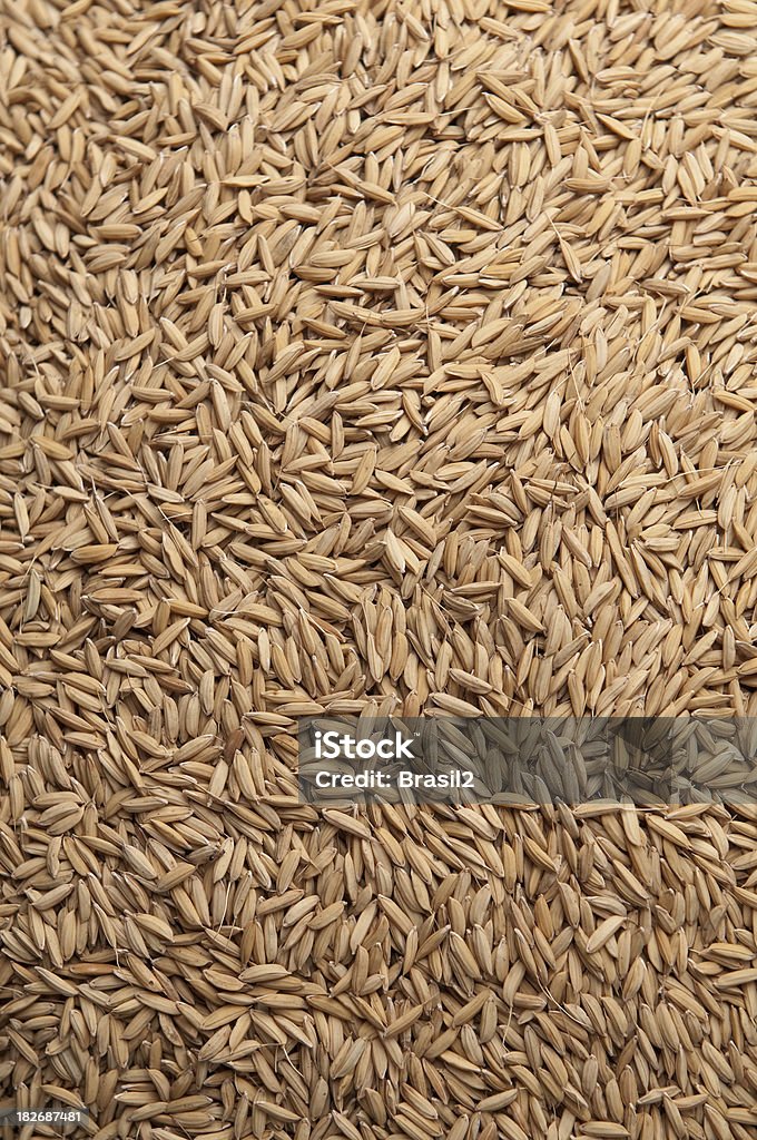 paddy arroz Integral - Foto de stock de Agricultura libre de derechos