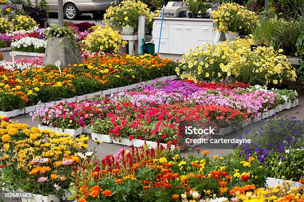 Centro De Jardinagem E Um Viveiro De Plantas Com Flores De Primavera De Jardinagem - Fotografias de stock e mais imagens de 2000-2009