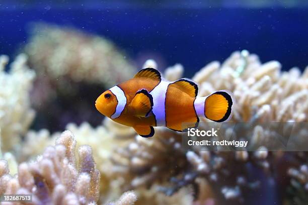 Коралловый Риф — стоковые фотографии и другие картинки Yellowtail Flounder - Yellowtail Flounder, Yellowtail Snapper, Yellowtail Surgeonfish