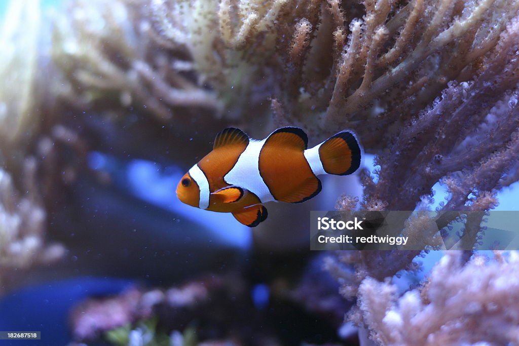 Récif de coral - Photo de Algue géante libre de droits