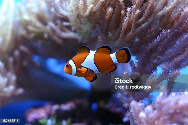 Photo libre de droit de Récif De Coral banque d'images et plus d'images libres de droit de Algue géante - Algue géante, Amphiprion sans parure, Artificiel