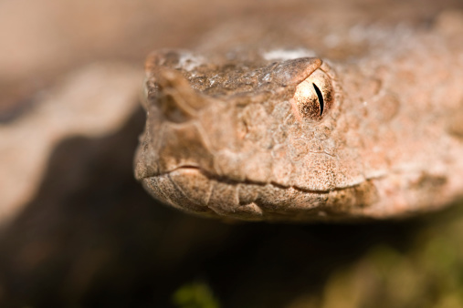 Extreme close up shot of brown viper. Focus on the eye. This species is the most venomous snake in Europe. Some photos from same series: