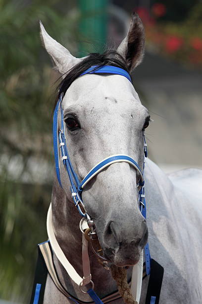 말 - horse white horse animal head horse racing 뉴스 사진 이미지