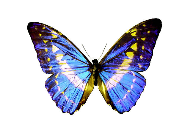 絶縁型バタフライ - malachite butterfly ストックフォトと画像