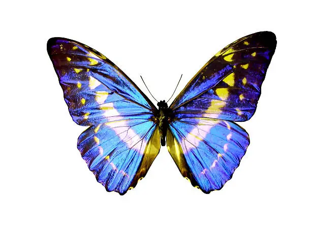 blue isolated butterfly