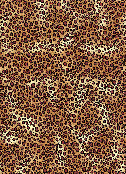 istock XXXL Cheetah 182687902
