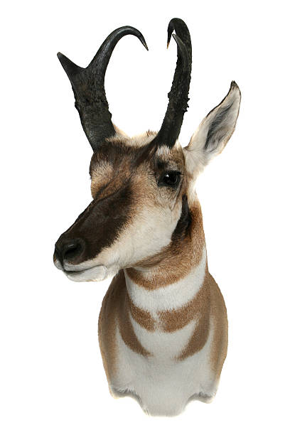 Pronghorn Antelope head stock photo