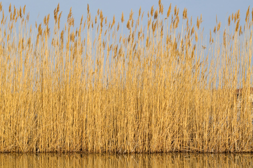 flowers and seeds of aquatic plants. reed tassels.