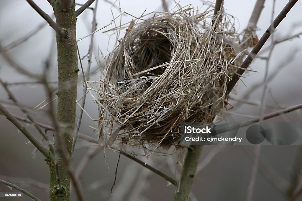 Nid d'oiseau vide - Photo de A l'abandon libre de droits