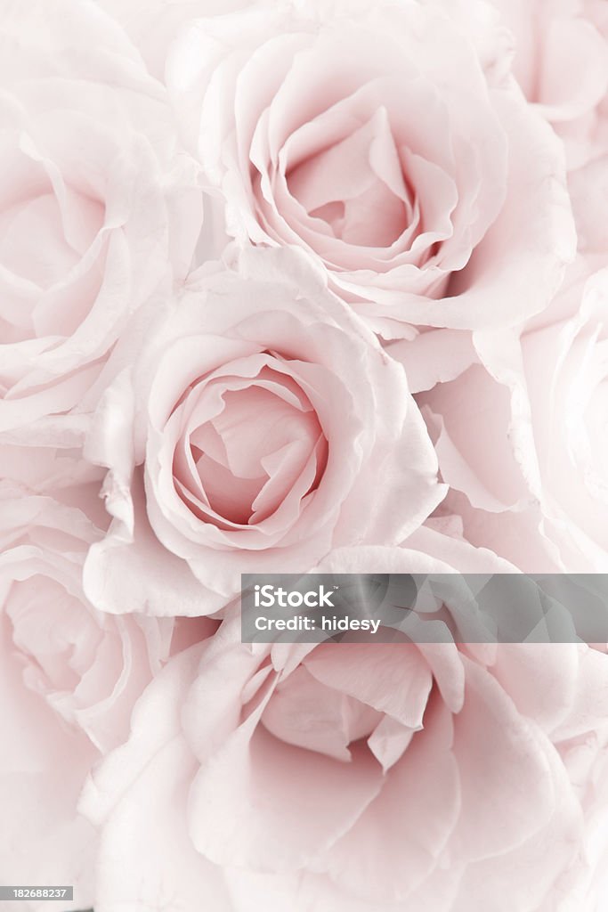 Pink Romance Pink roses Rose - Flower Stock Photo