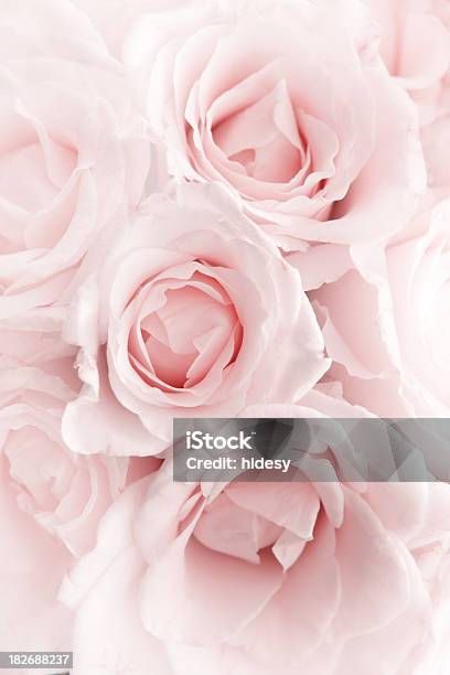 Pink Romance Stock Photo - Download Image Now - Rose - Flower, Pink Color, Backgrounds