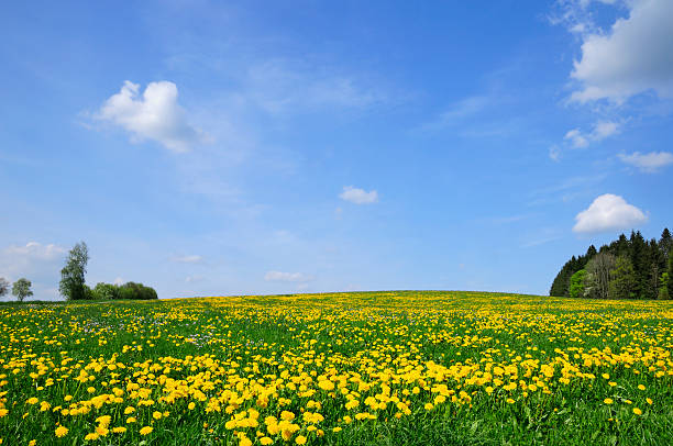 spring wiese mit gelben löwenzahn-blüten bäume blue sky - allgau field landscape bavaria stock-fotos und bilder