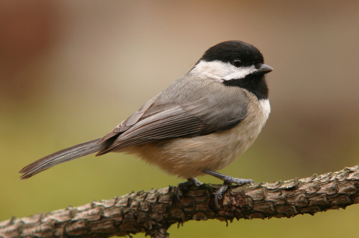 A Carolina Chickadee perched on a pine twig.