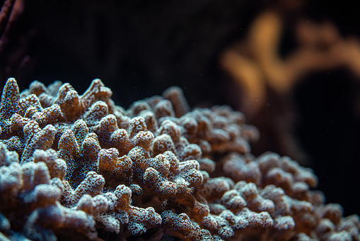 Underwater photo, close up of coral, Pocillopora species, emitting fluorescent light. Abstract marine background.