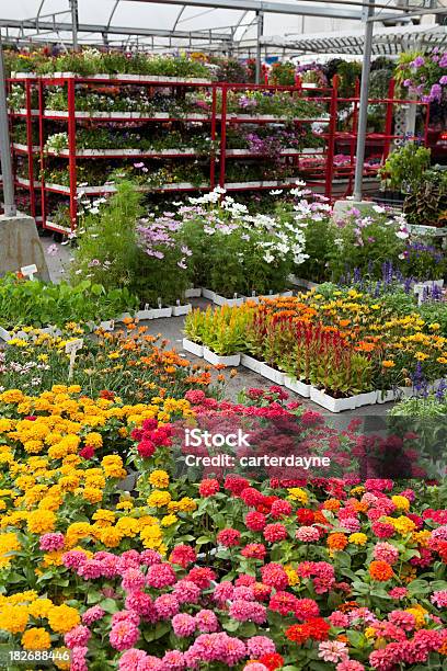 Centro De Jardinería Y Plantas Nursery Con Flores De Primavera De Jardinería Foto de stock y más banco de imágenes de Mercado de flores