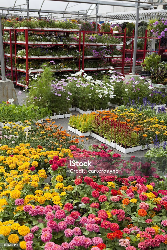 Jardim Central e Berçário de Flores e plantas da primavera de jardinagem - Foto de stock de Mercado de flores royalty-free