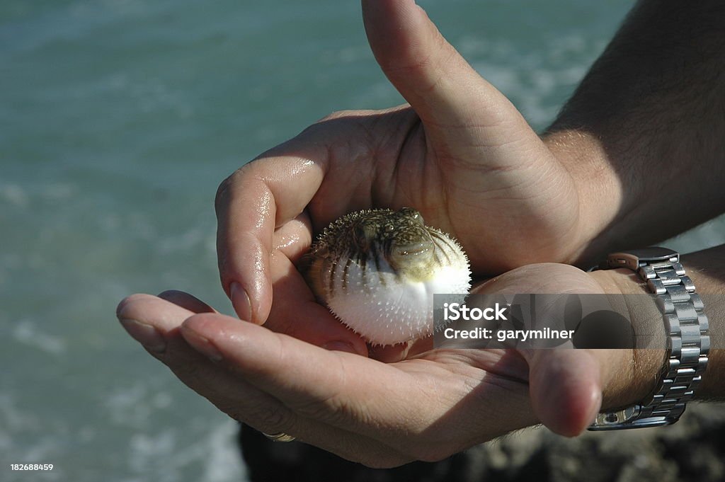 Pesce palla - Foto stock royalty-free di Pesce palla