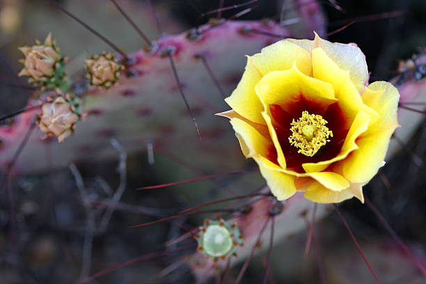 fioritura pera pungente - flower desert single flower cactus foto e immagini stock