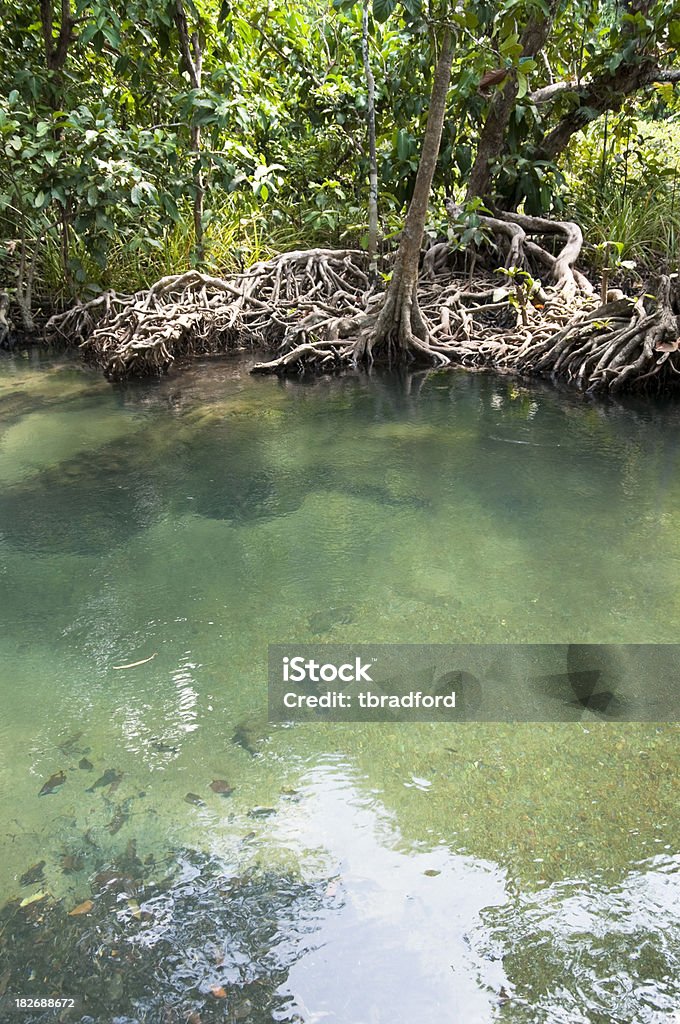 Мангровый лес - Стоковые фото Brackish Water роялти-фри