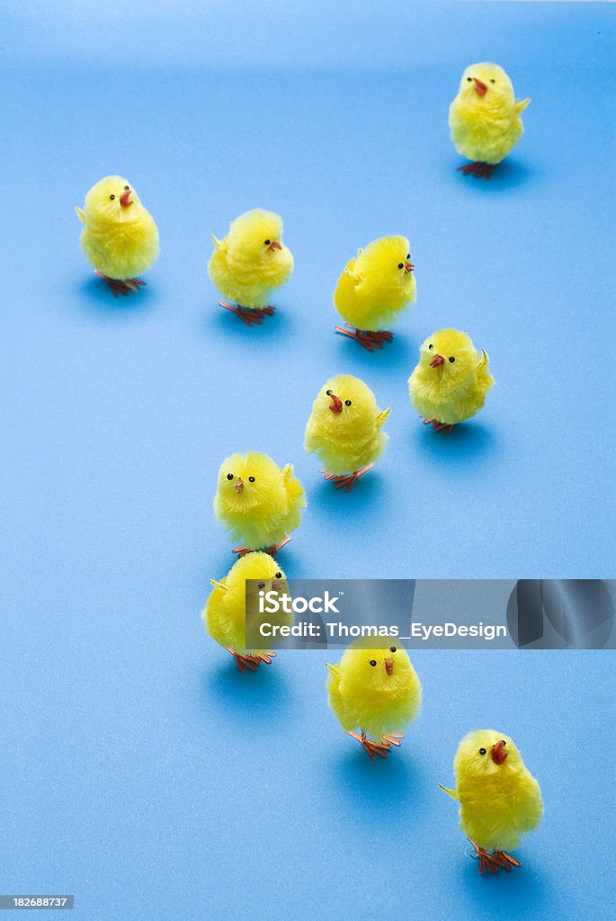 Which Way "Yellow toy chicks in blue background, one bird going it own way." Animal Stock Photo