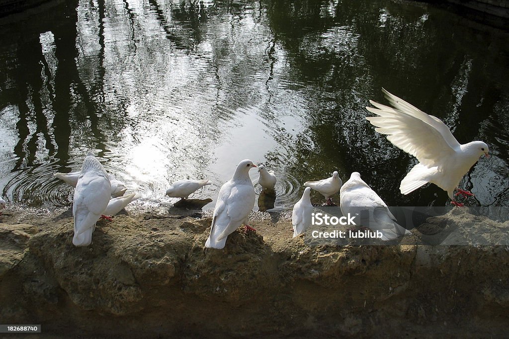 Biały doves przez jezioro w Sevilla, Hiszpania - Zbiór zdjęć royalty-free (Andaluzja)