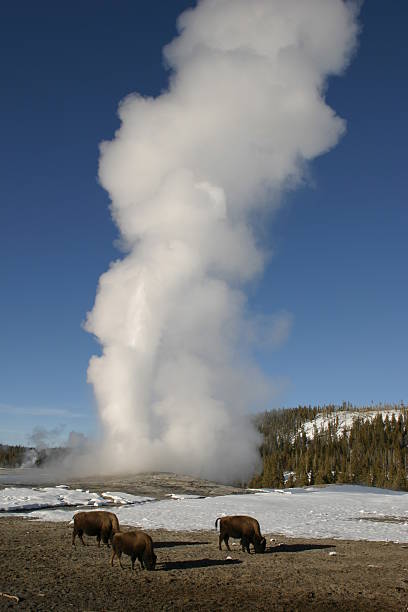 istock Old Faithful Geyser, Bison 182688752