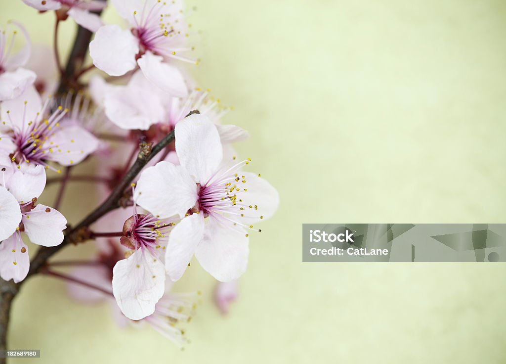 Sakura flor de cerejeira - Foto de stock de Antigo royalty-free