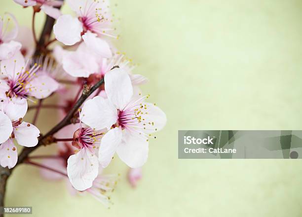 Foto de Sakura Flor De Cerejeira e mais fotos de stock de Antigo - Antigo, Beleza natural - Natureza, Cabeça da flor