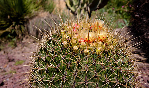 Mexican cactus stock photo