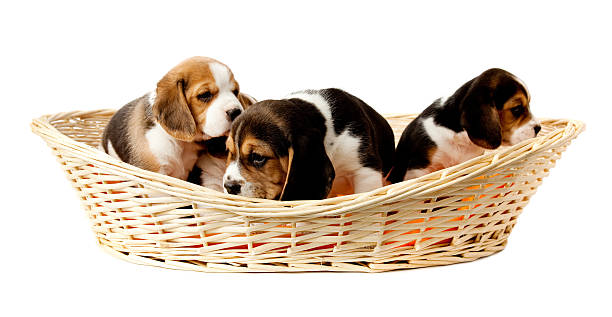 istock Puppies in basket. 182689264