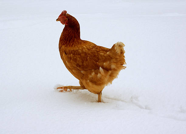 istock Free Range Hen in the Snow 182689555