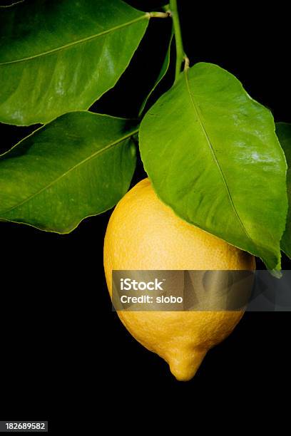 신선한 레몬 후르트 0명에 대한 스톡 사진 및 기타 이미지 - 0명, 감귤류 과일, 검은색