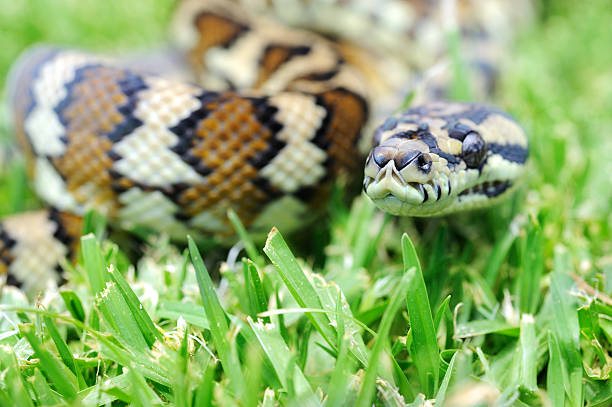 Australian Small Python's 4,000+ Australia Snake Stock Photos, Pictures & Royalty-Free Images ...