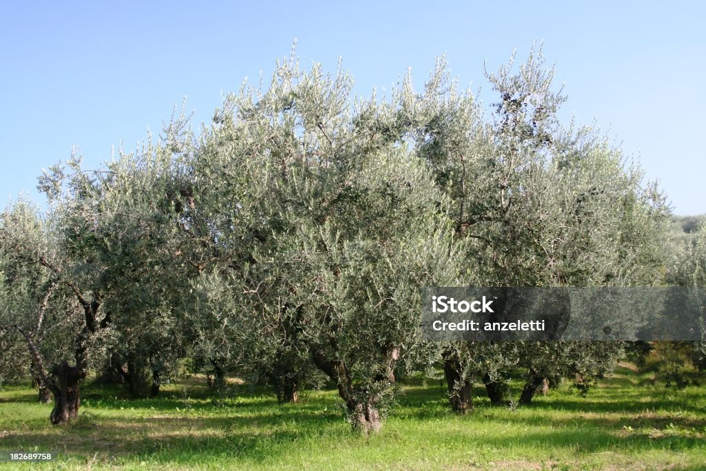 Des oliviers - Photo de Agriculture libre de droits