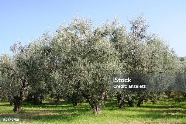 Photo libre de droit de Des Oliviers banque d'images et plus d'images libres de droit de Agriculture - Agriculture, Arbre, Bois