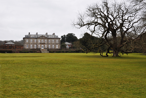 18th Century stately home with an old tree. Antony House in Cornwall, used in Tim Burton's Alice in Wonderland movie.
