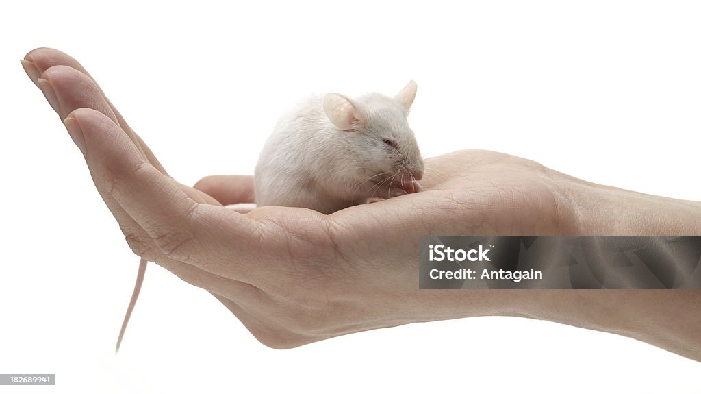 Biały myszy w Ręka człowieka - Zbiór zdjęć royalty-free (Białe tło)