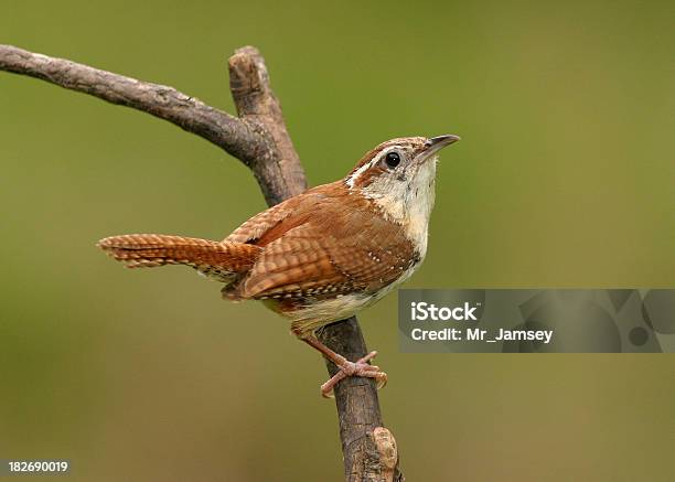 Carolina Wren - Fotografie stock e altre immagini di Scricciolo - Scricciolo, Carolina del Nord - Stato USA, Carolina del Sud