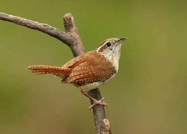 A Carolina Wren with a smooth green background and room for text.